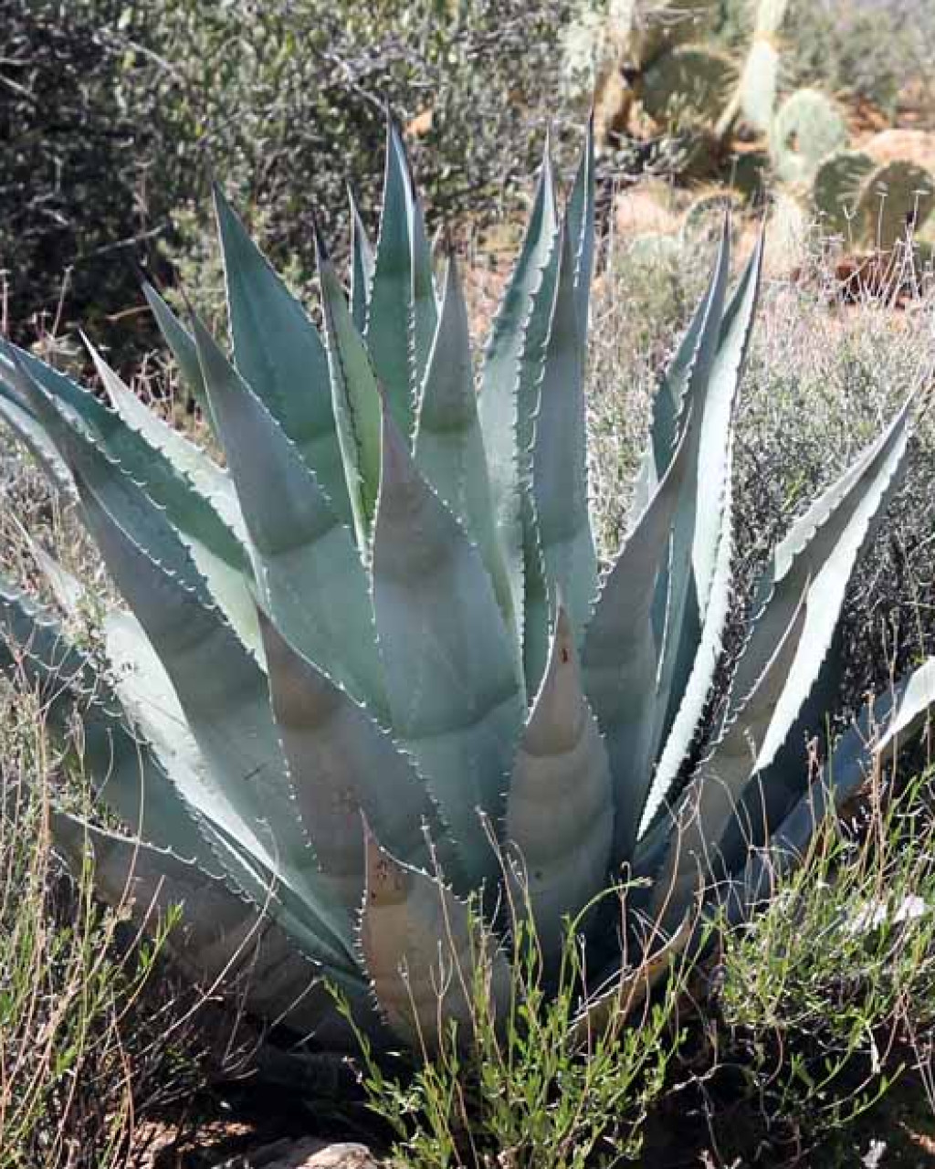 Agave delamateri