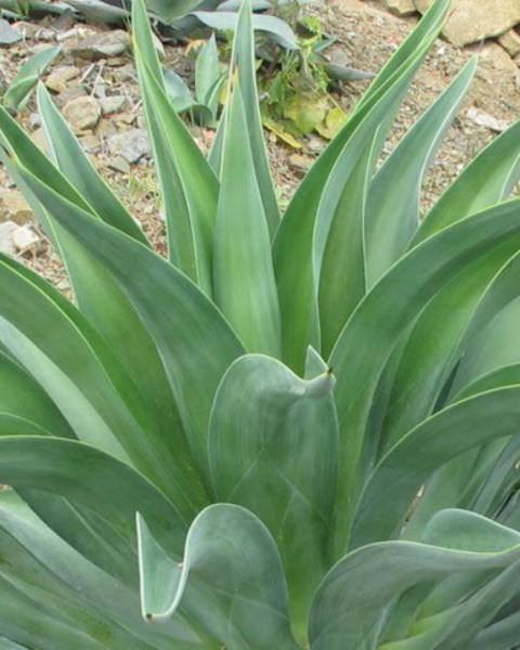 Agave desmetiana
