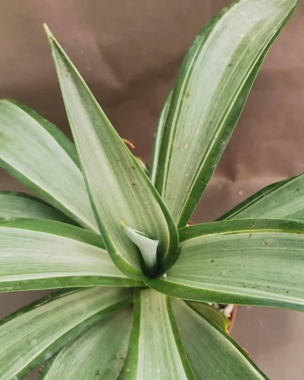 Agave desmetiana 'Silver Star'