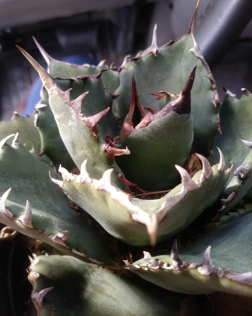 Agave 'Filigree'