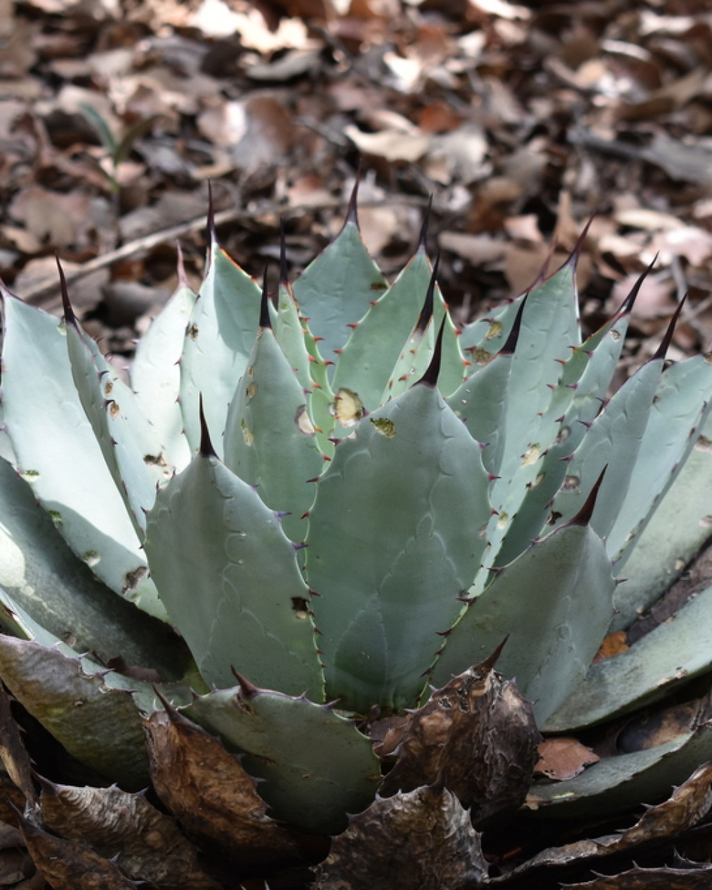 Agave flexispina