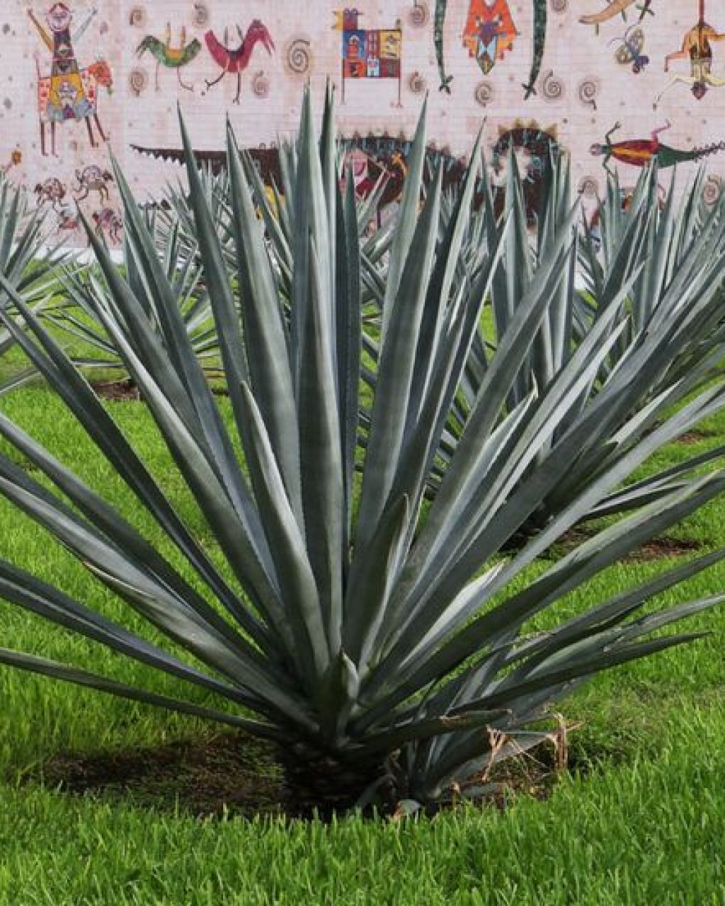 Agave fourcroydes