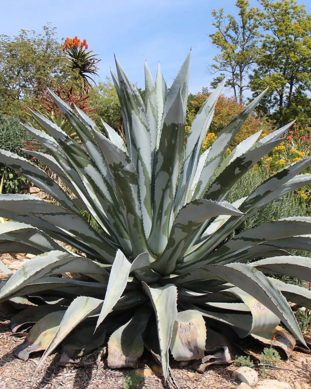 Agave franzosinii