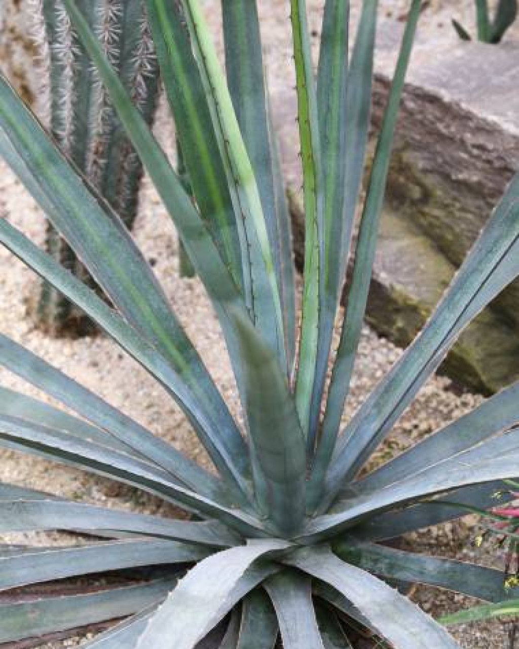 Agave funkiana