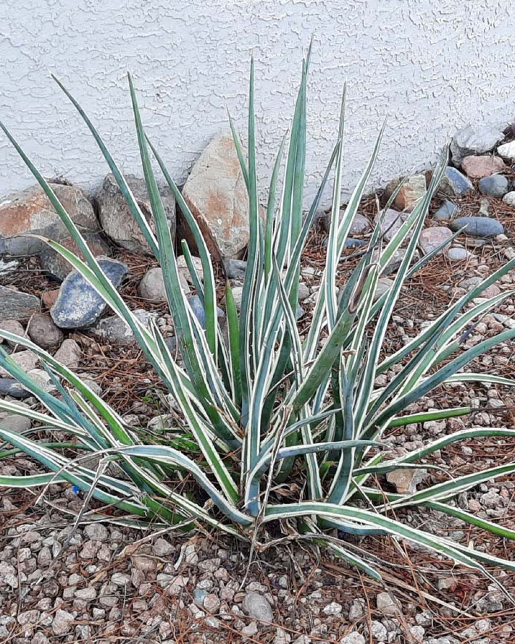 Agave funkiana 'Hakuro Shiro Fukurin'