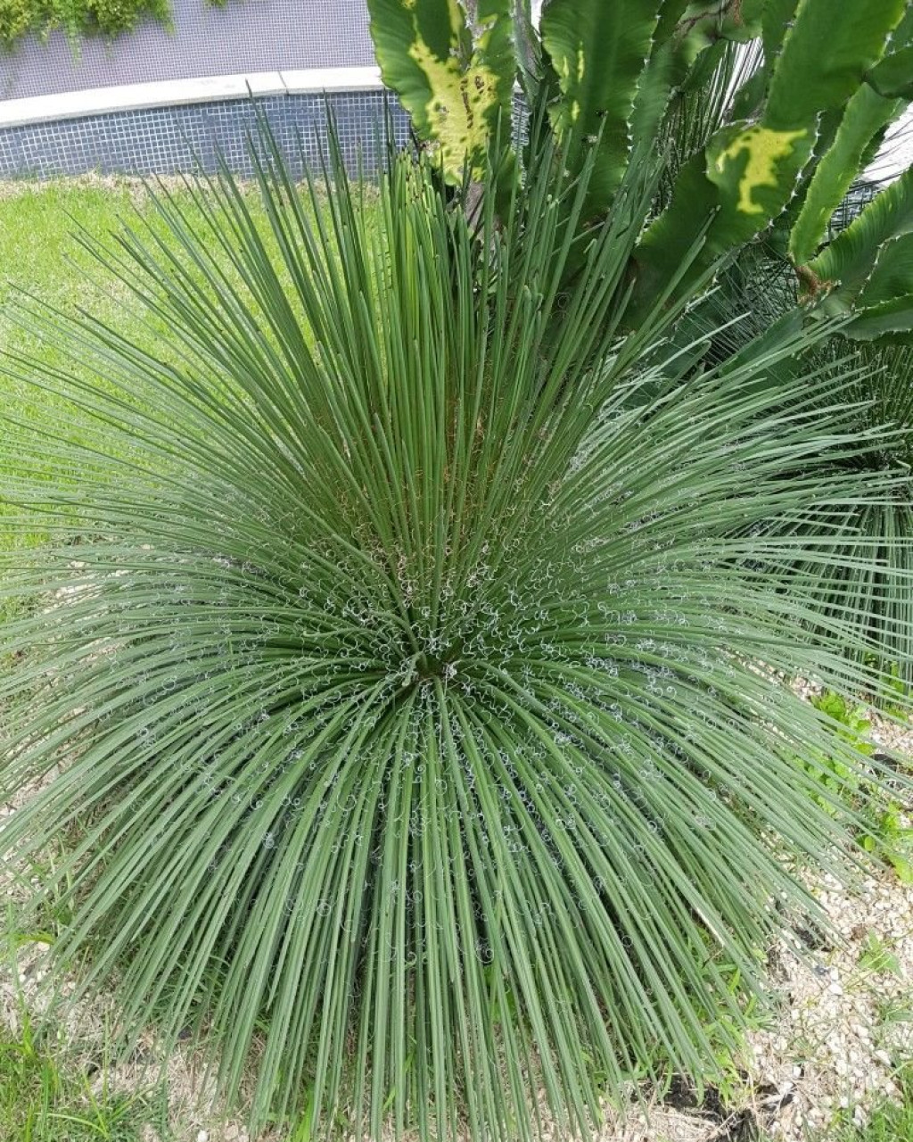Agave geminiflora
