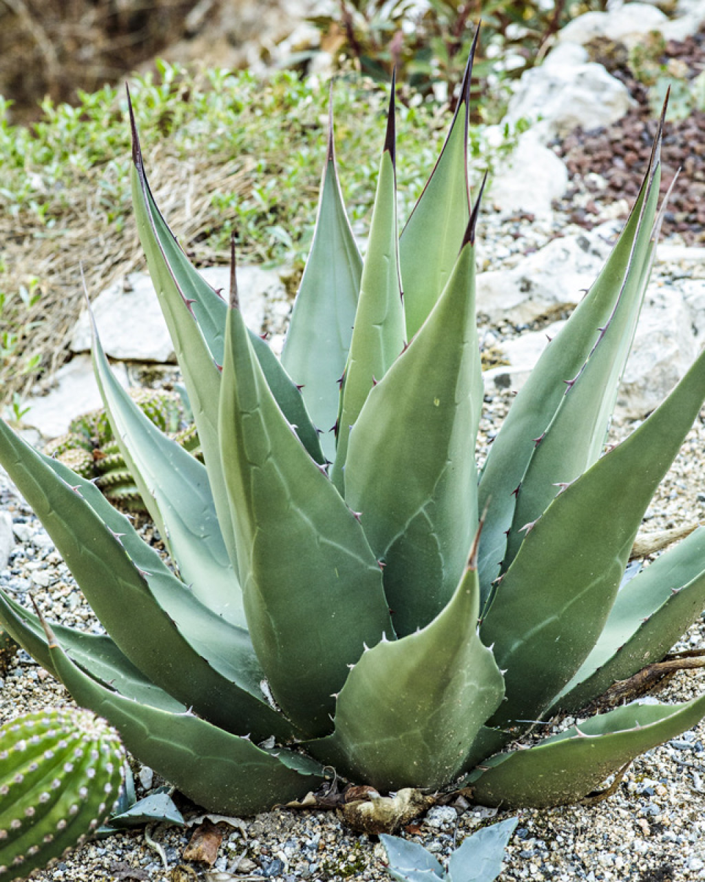 Agave gentryi