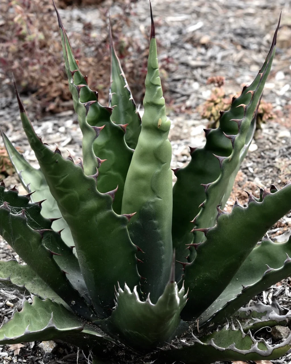 Agave gentryi 'Jaws'