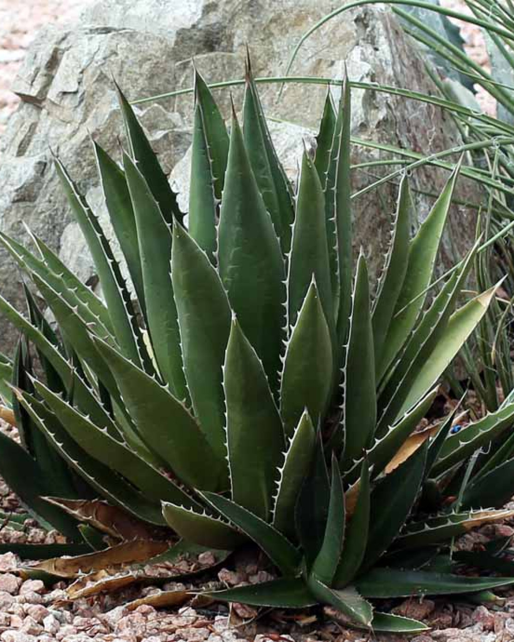 Agave ghiesbreghtii