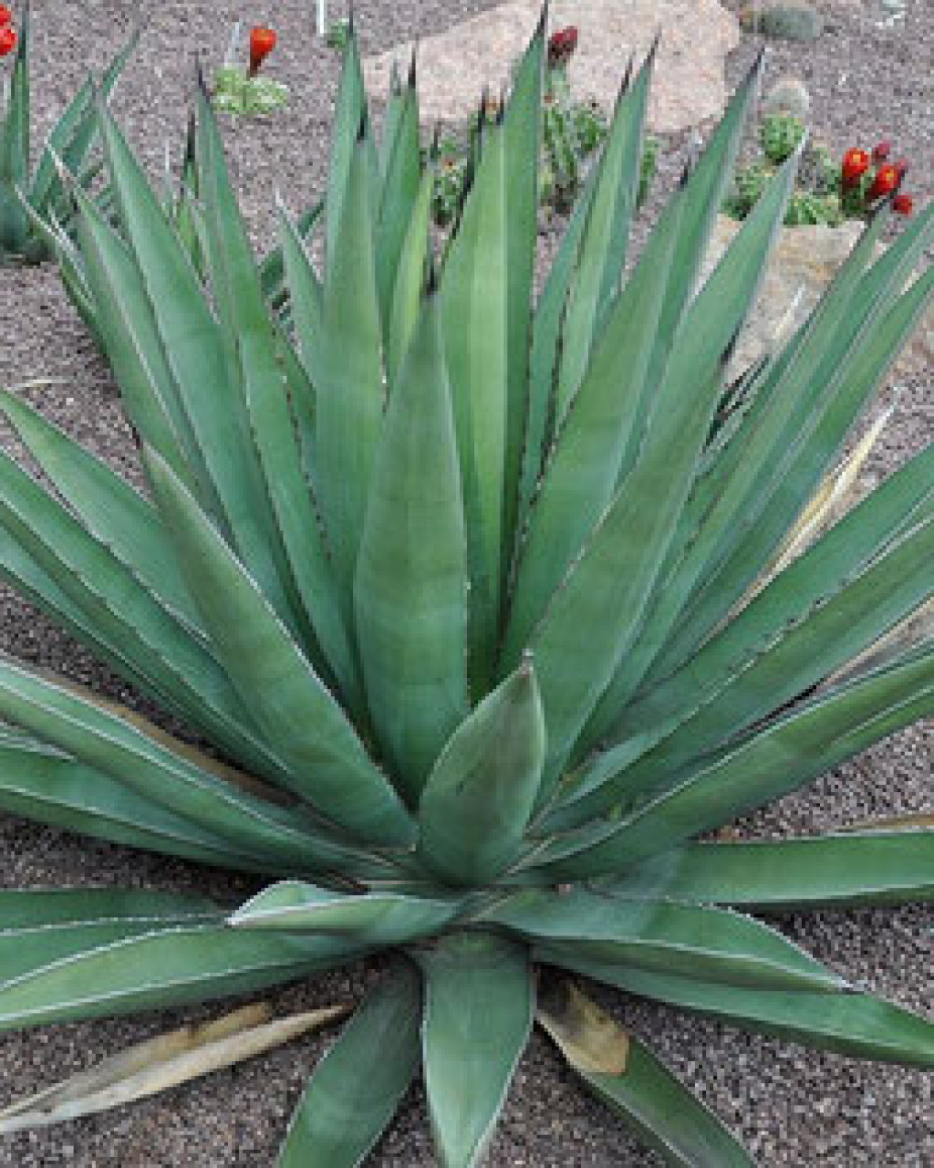 Agave glomeruliflora
