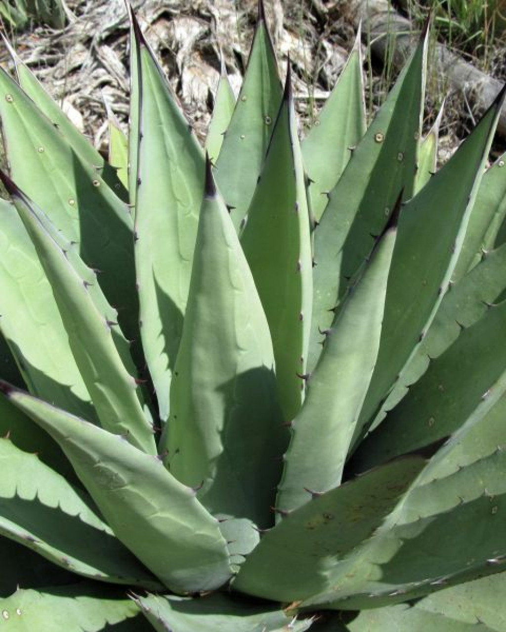 Agave gracilipes