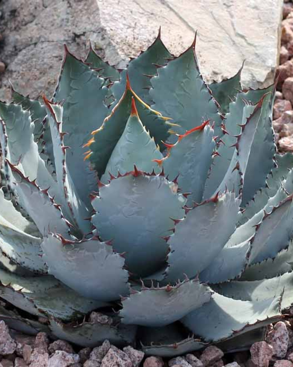 Agave guadalajarana