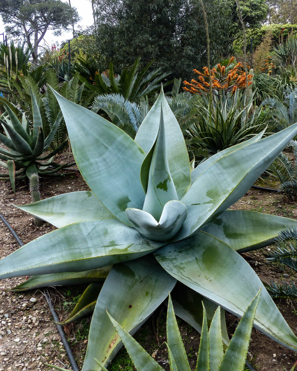 Agave guiengola