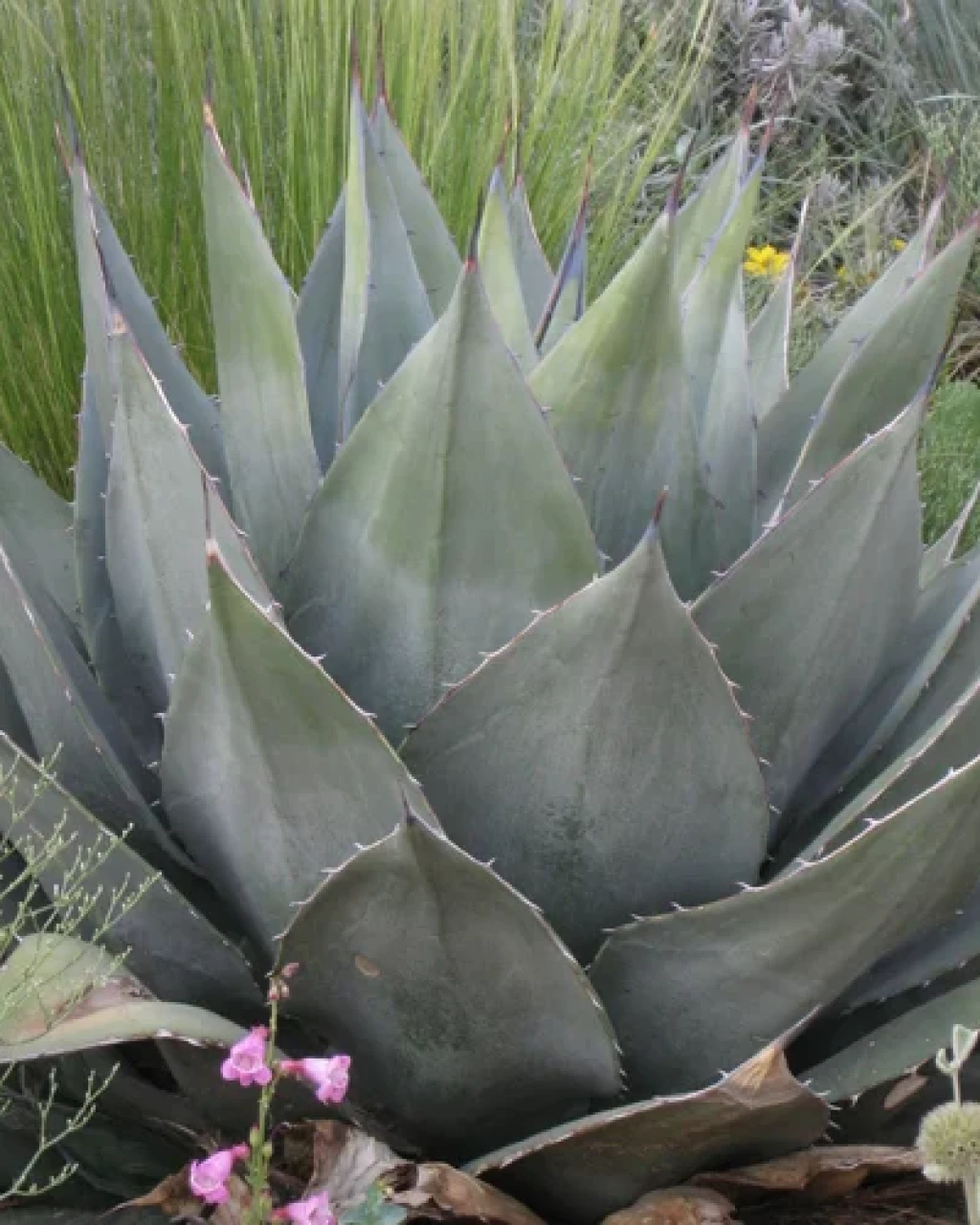 Agave havardiana