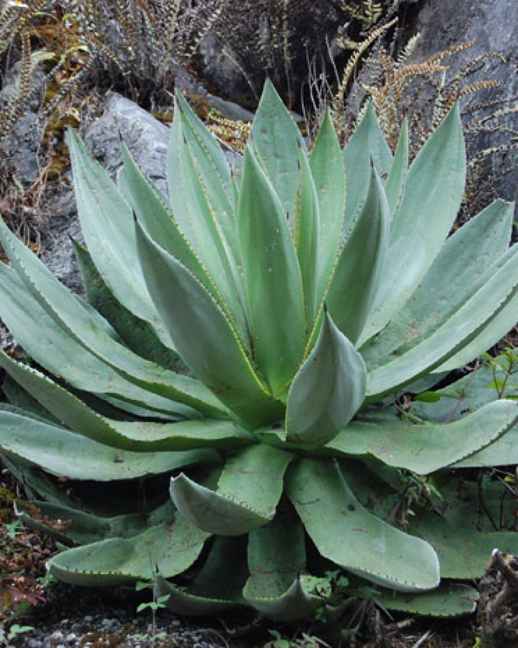 Agave hiemiflora