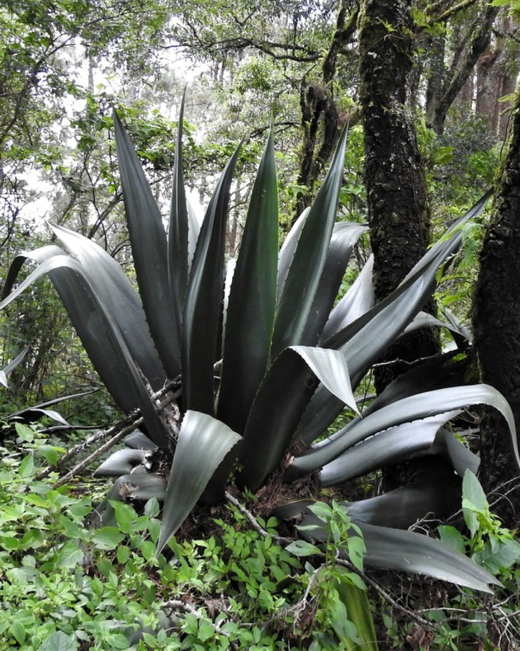 Agave hookeri