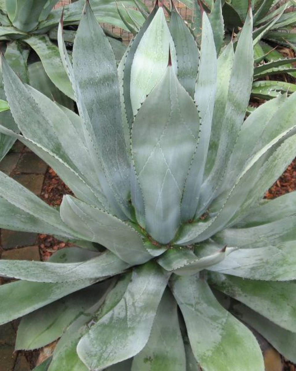 Agave hurteri