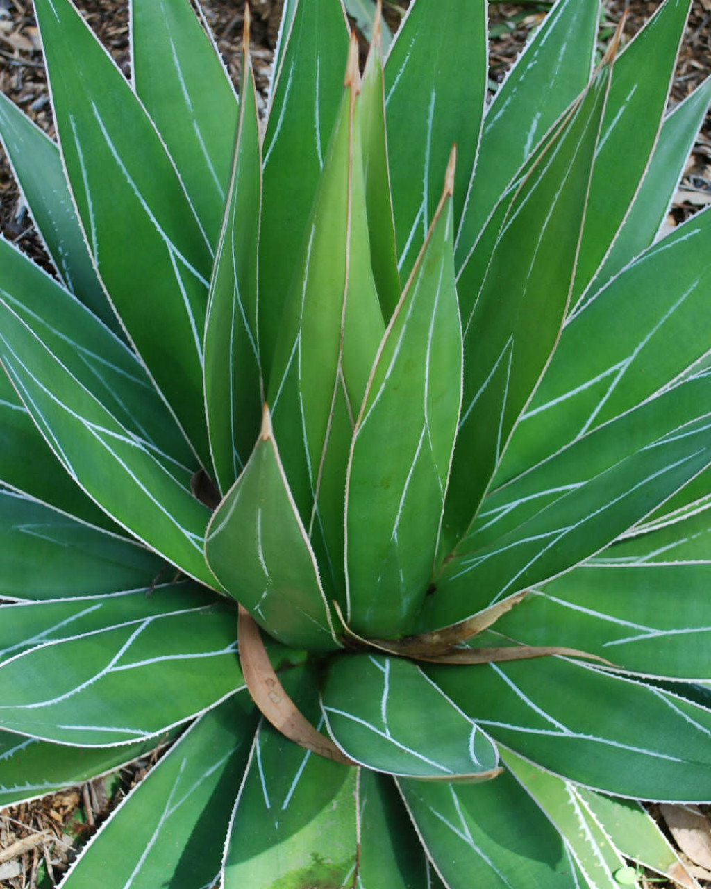 Agave impressa