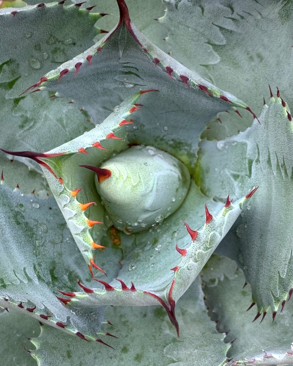 Agave isthmensis