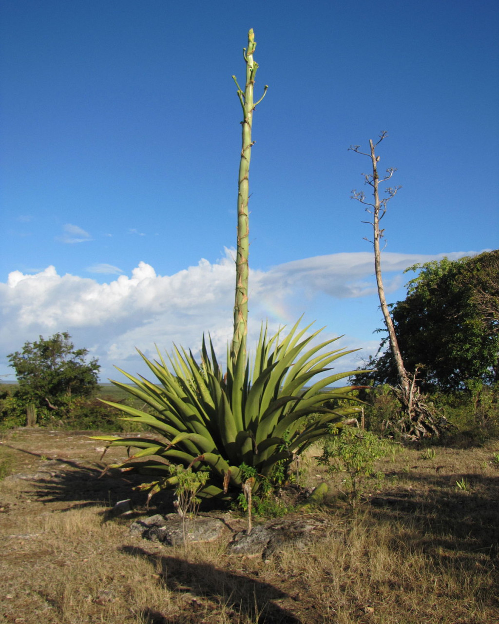 Agave karatto