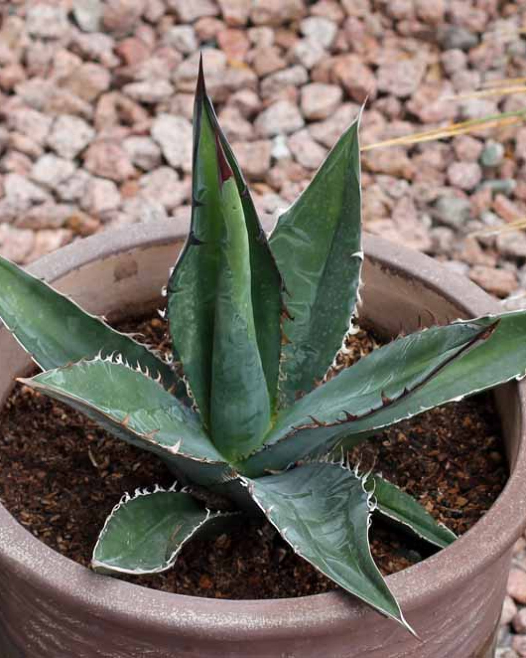 Agave kerchovei