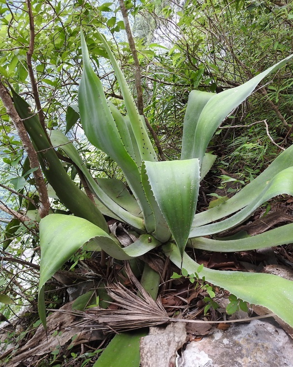 Agave kewensis