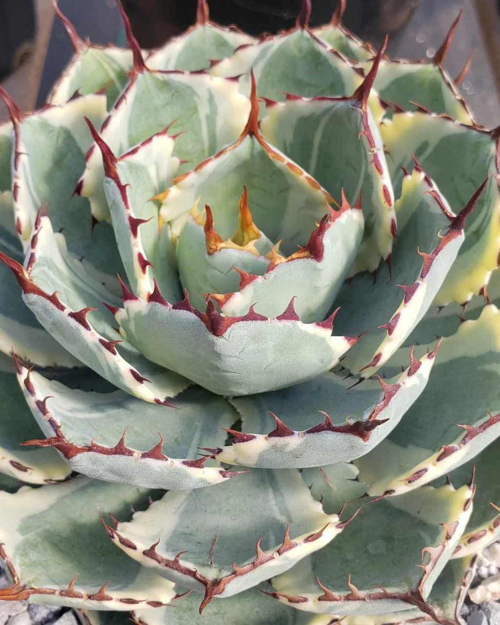 Agave 'Kissho Kan'
