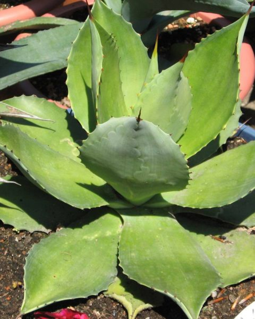 Agave lagunae