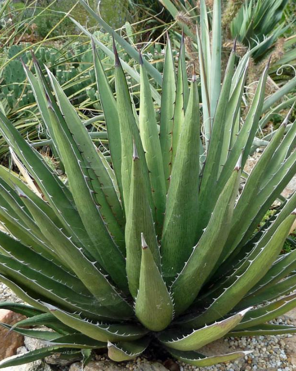 Agave lechuguilla