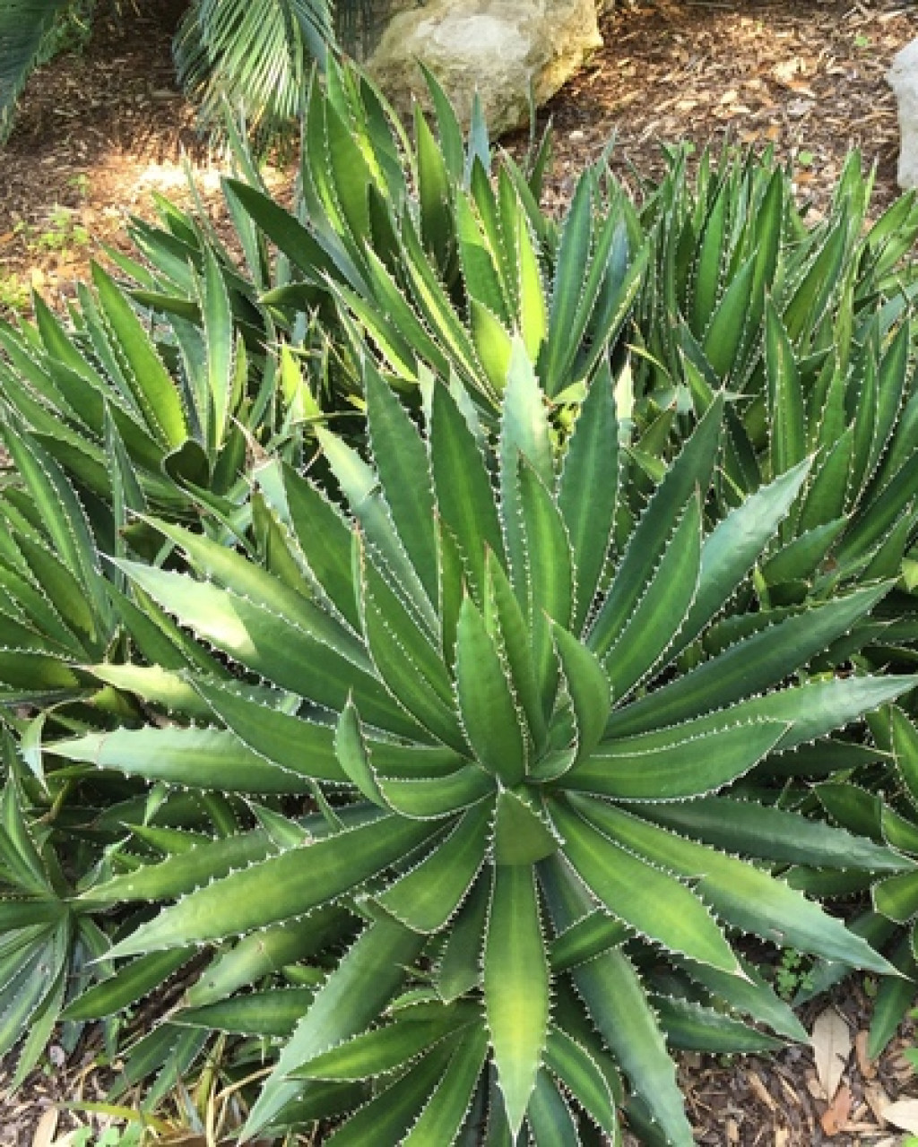 Agave lophantha