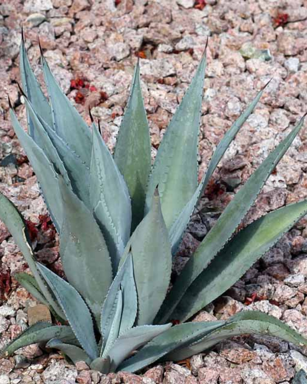 Agave lurida