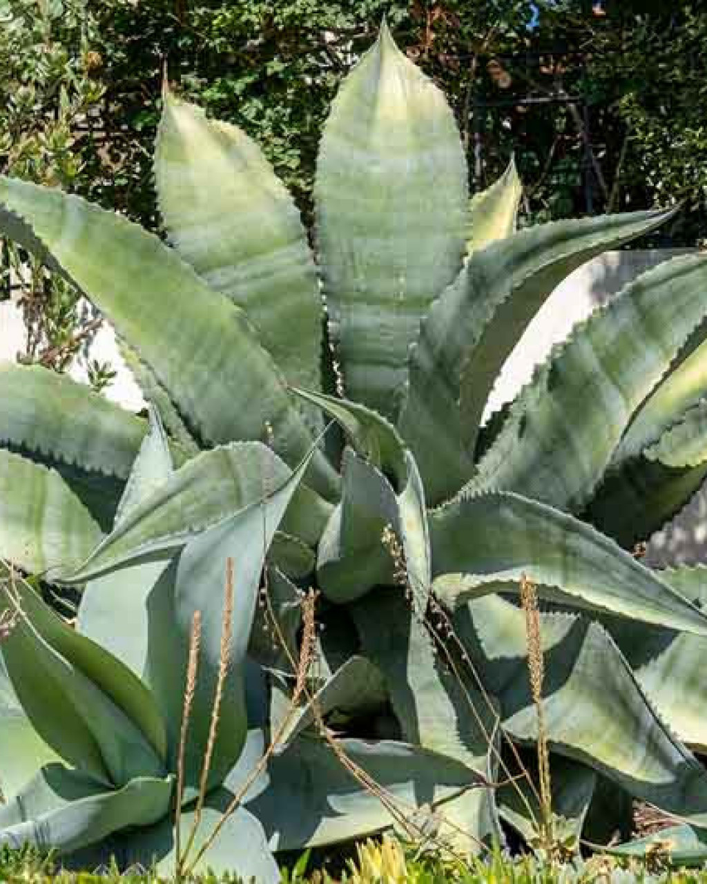 Agave marmorata