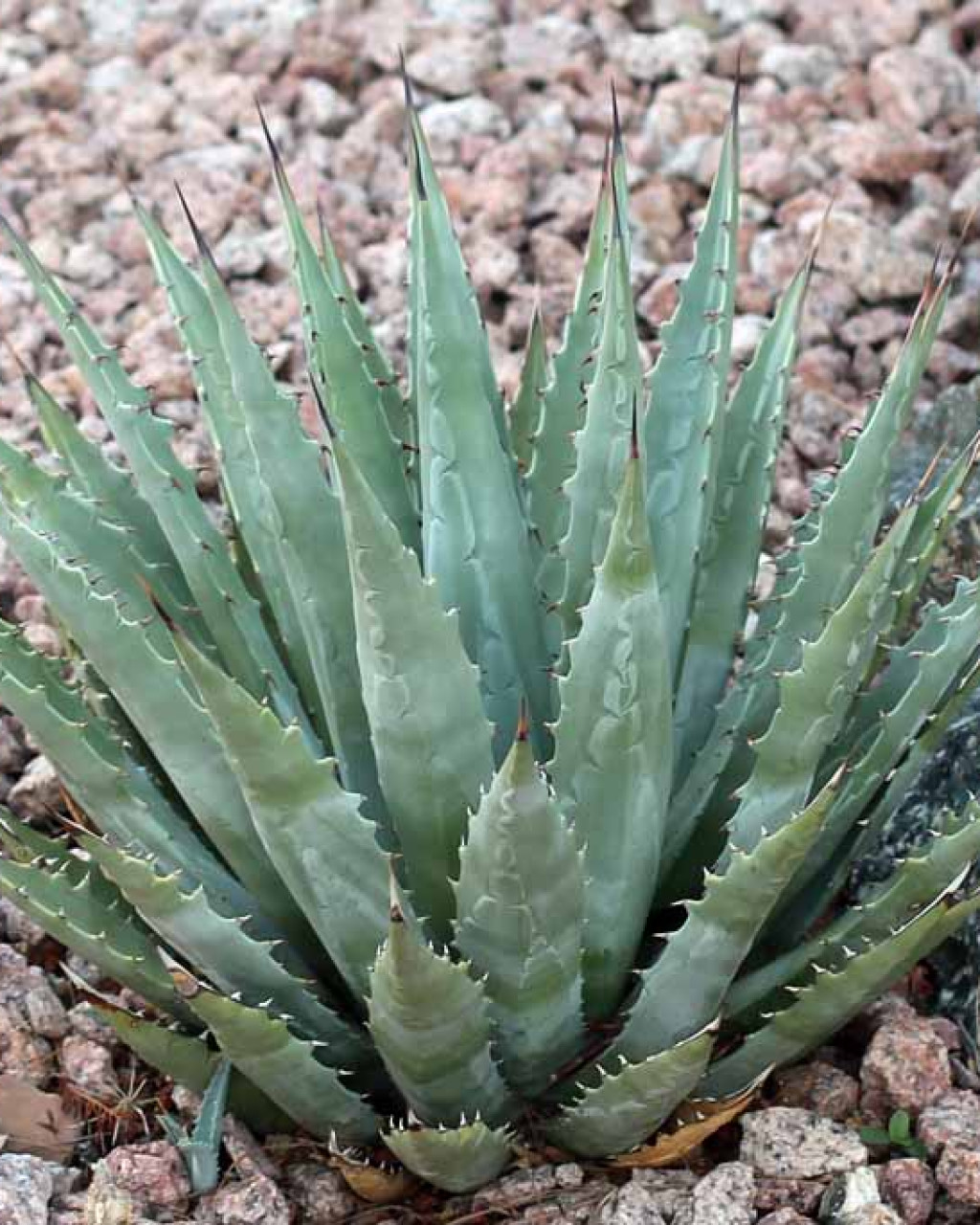 Agave mckelveyana