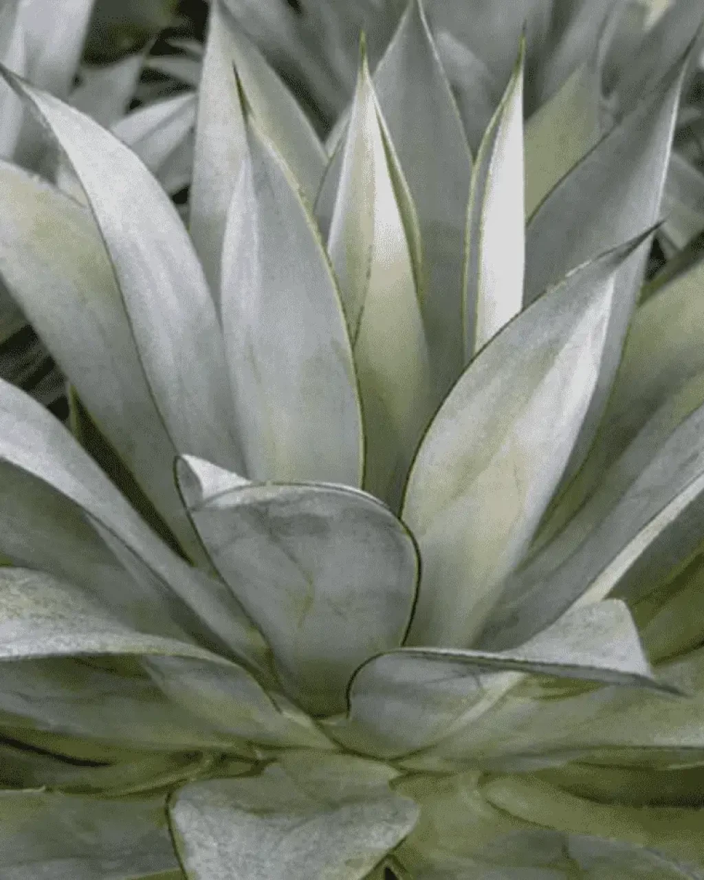 Agave 'Moonshine'