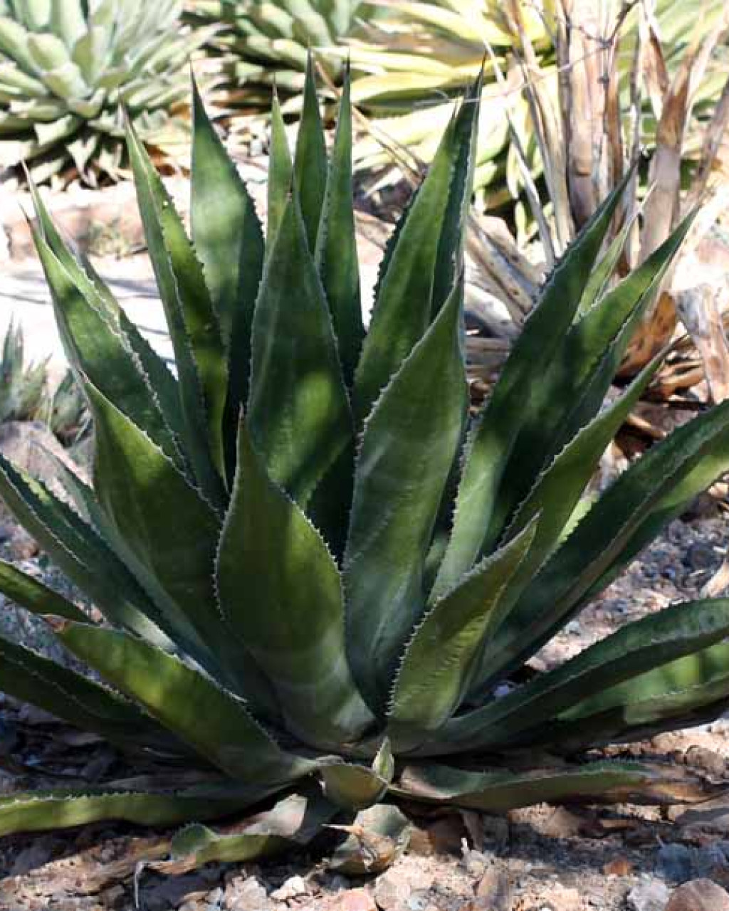 Agave moranii