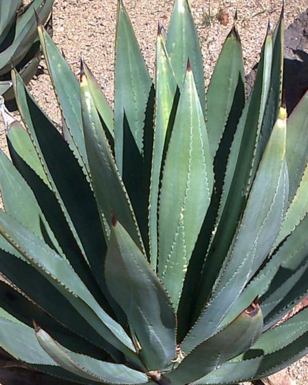 Agave murpheyi