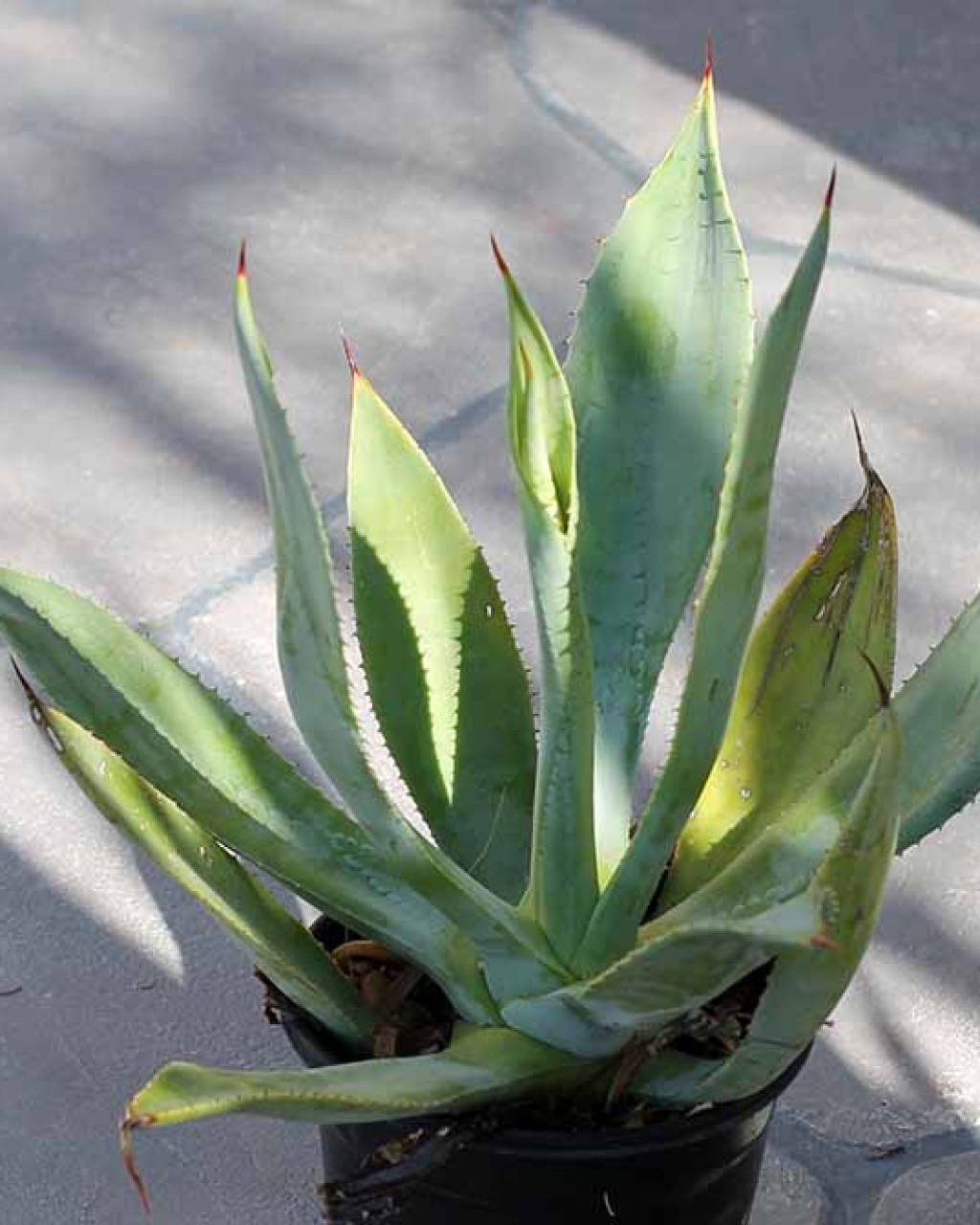 Agave nayaritensis