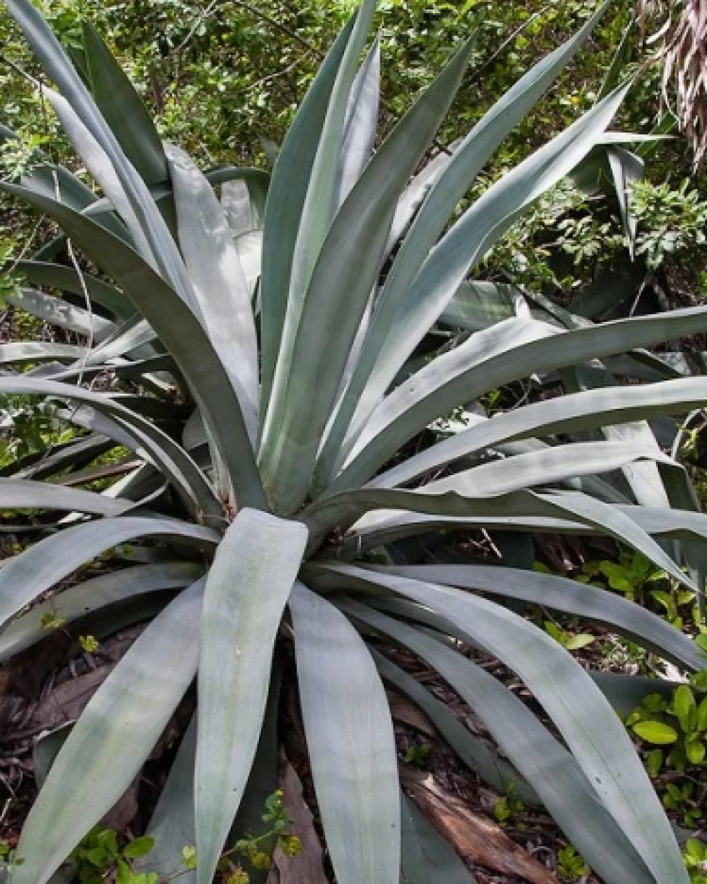 Agave neglecta