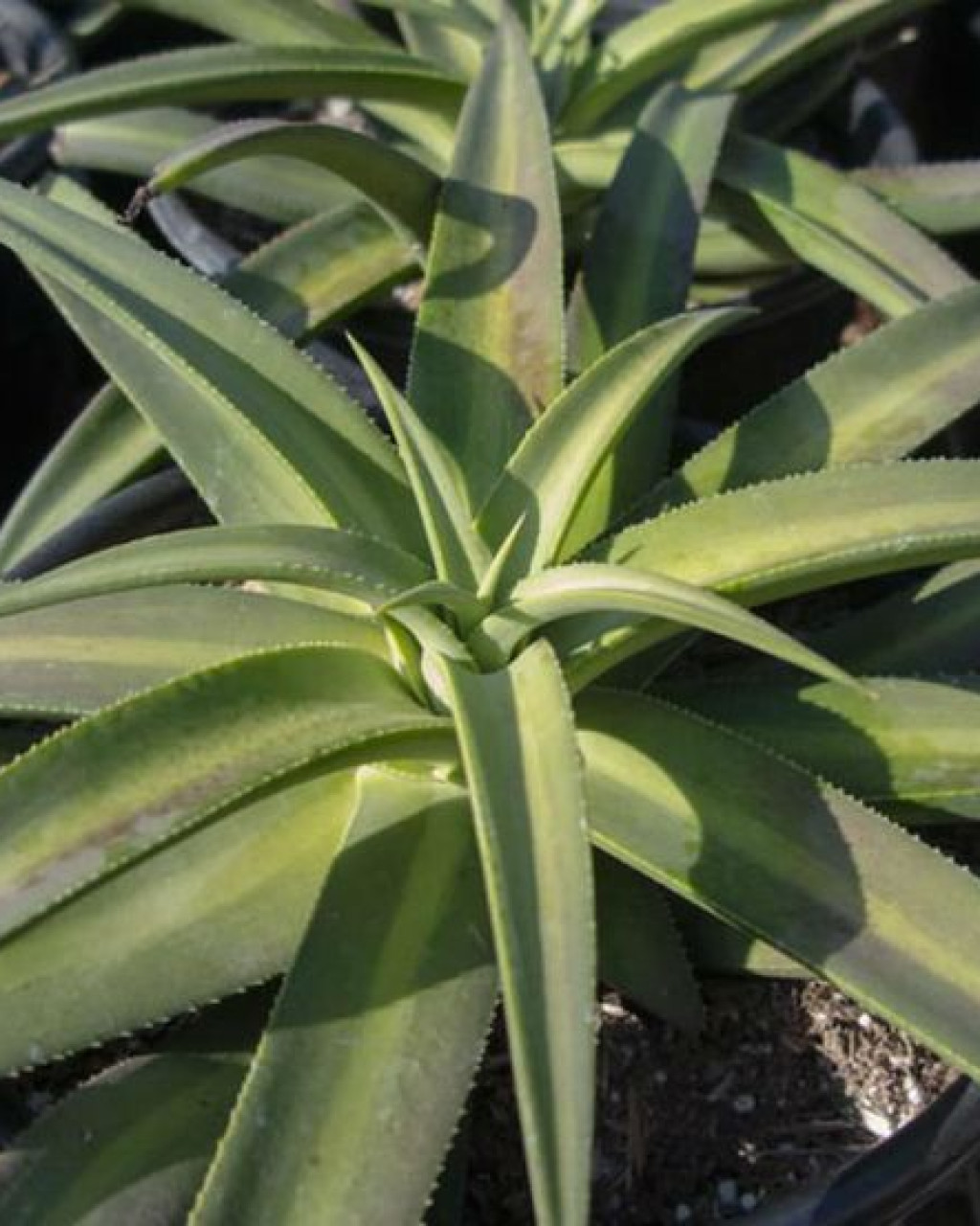 Agave nizandensis