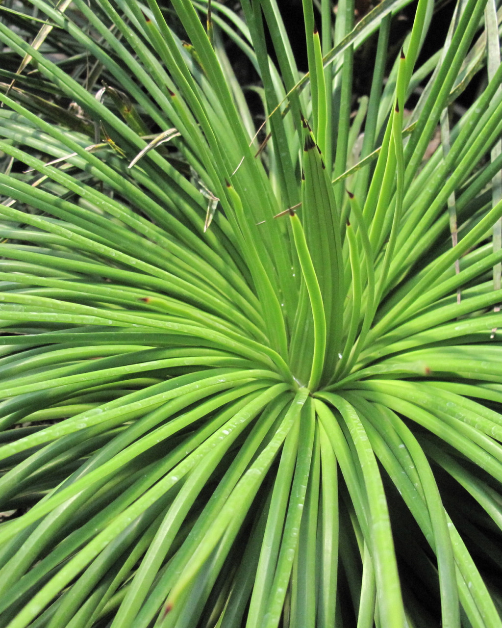 Agave ornithobroma