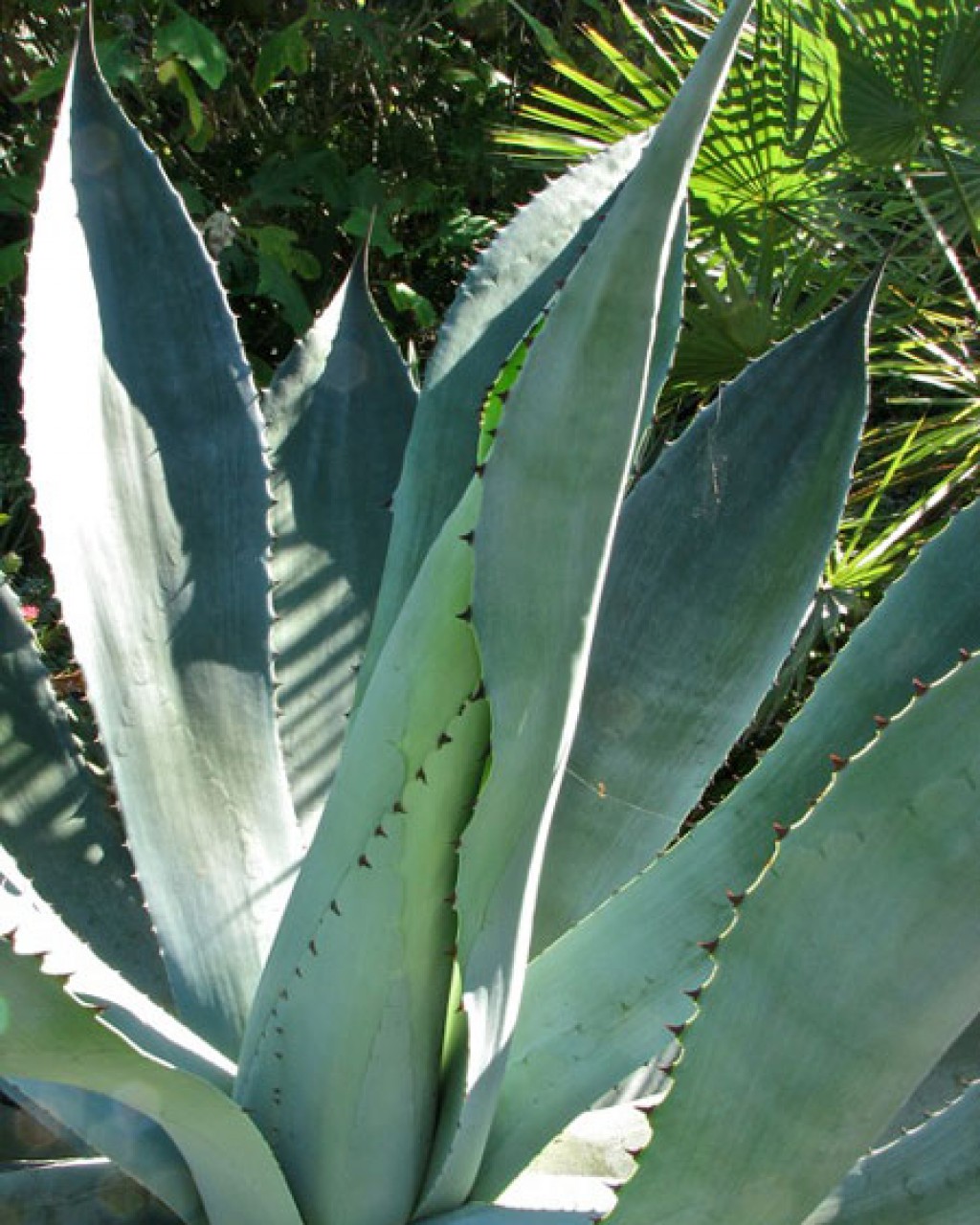 Agave pachycentra