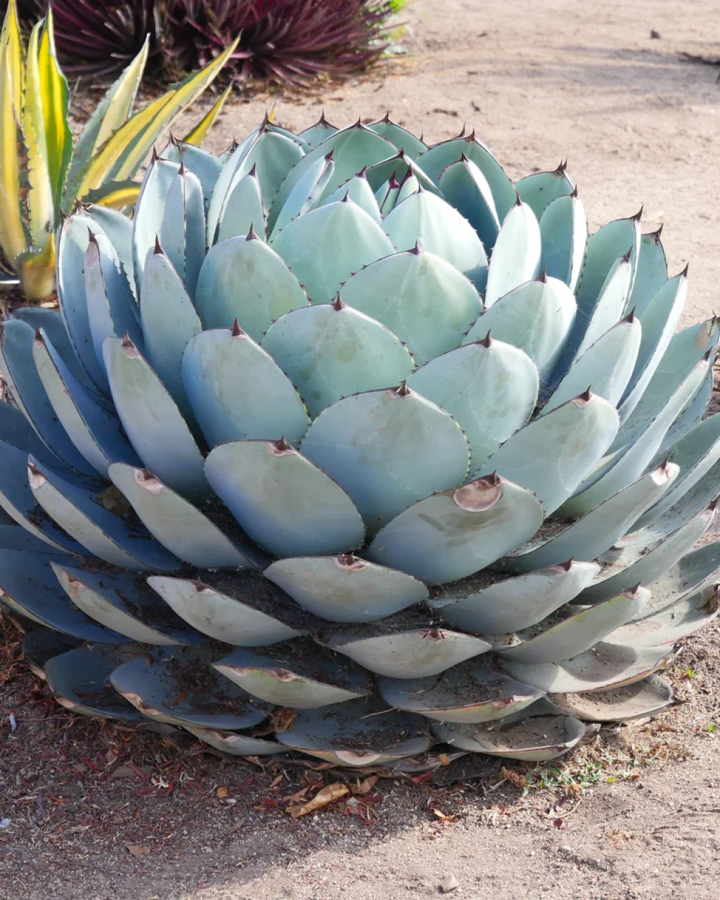 Agave parryi