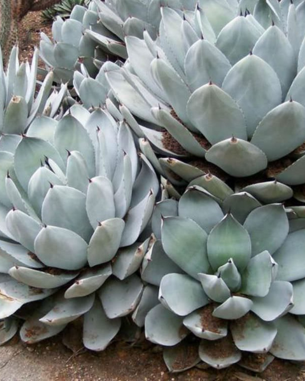 Agave parryi var. truncata