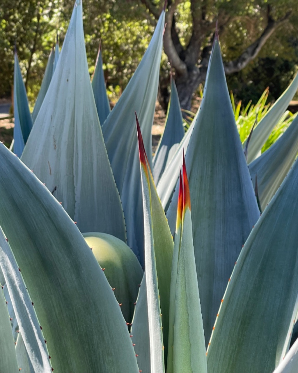 Agave parvidentata
