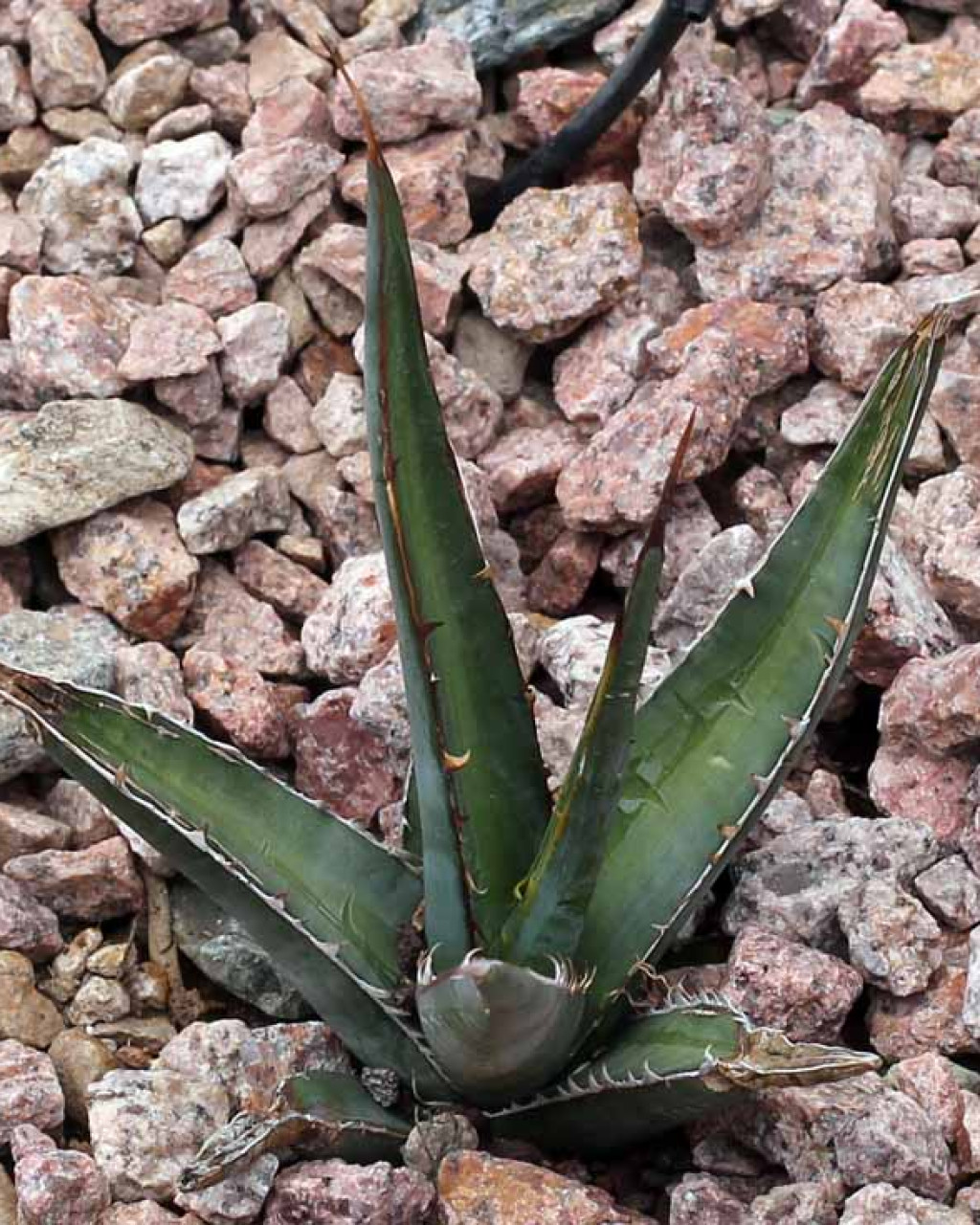 Agave peacockii