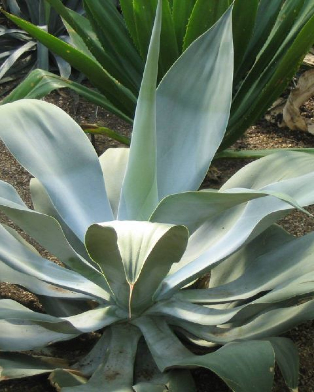 Agave pedunculifera