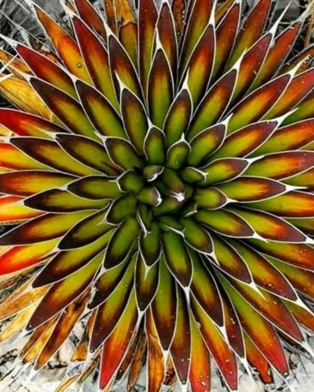 Agave pelona