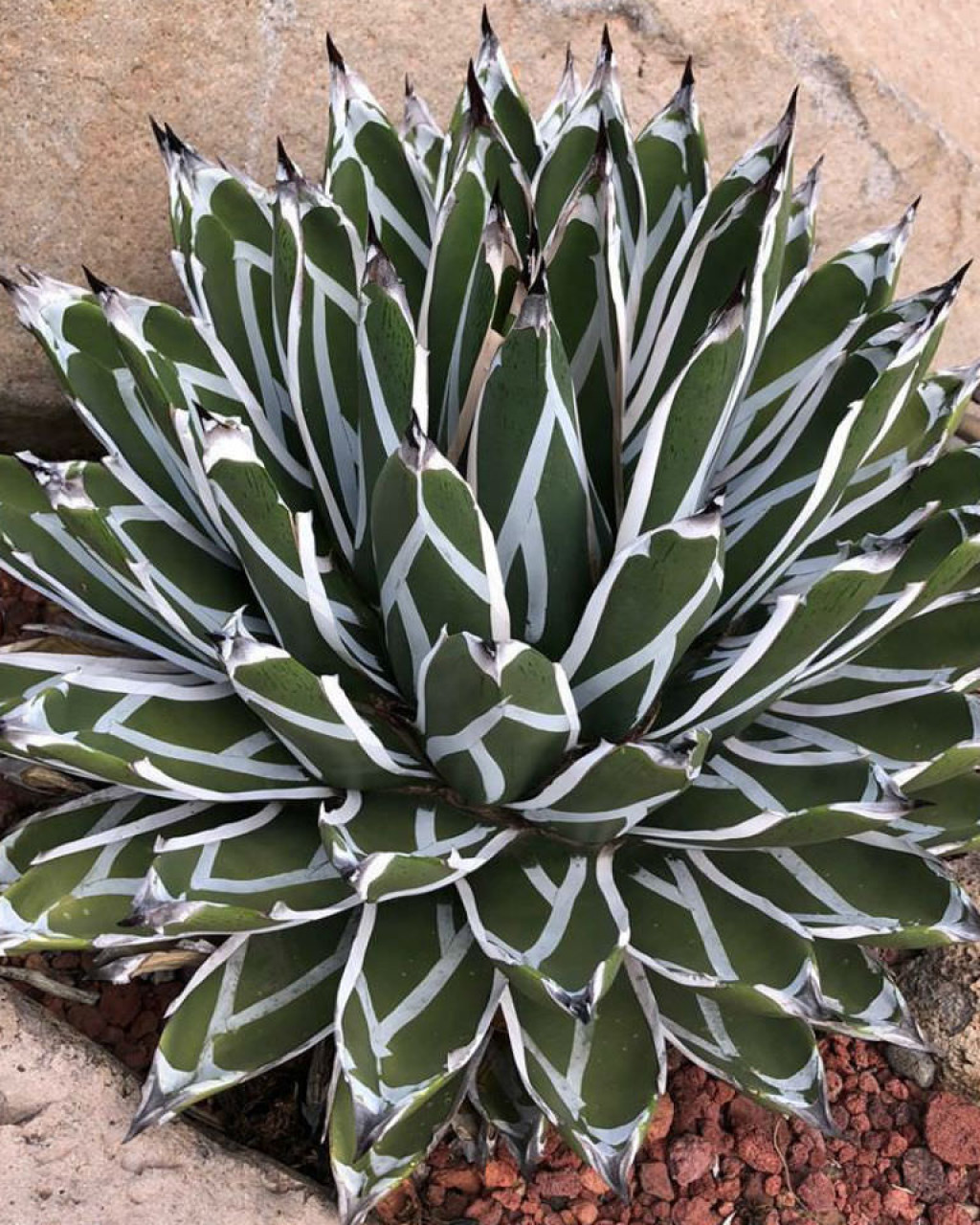Agave pintilla