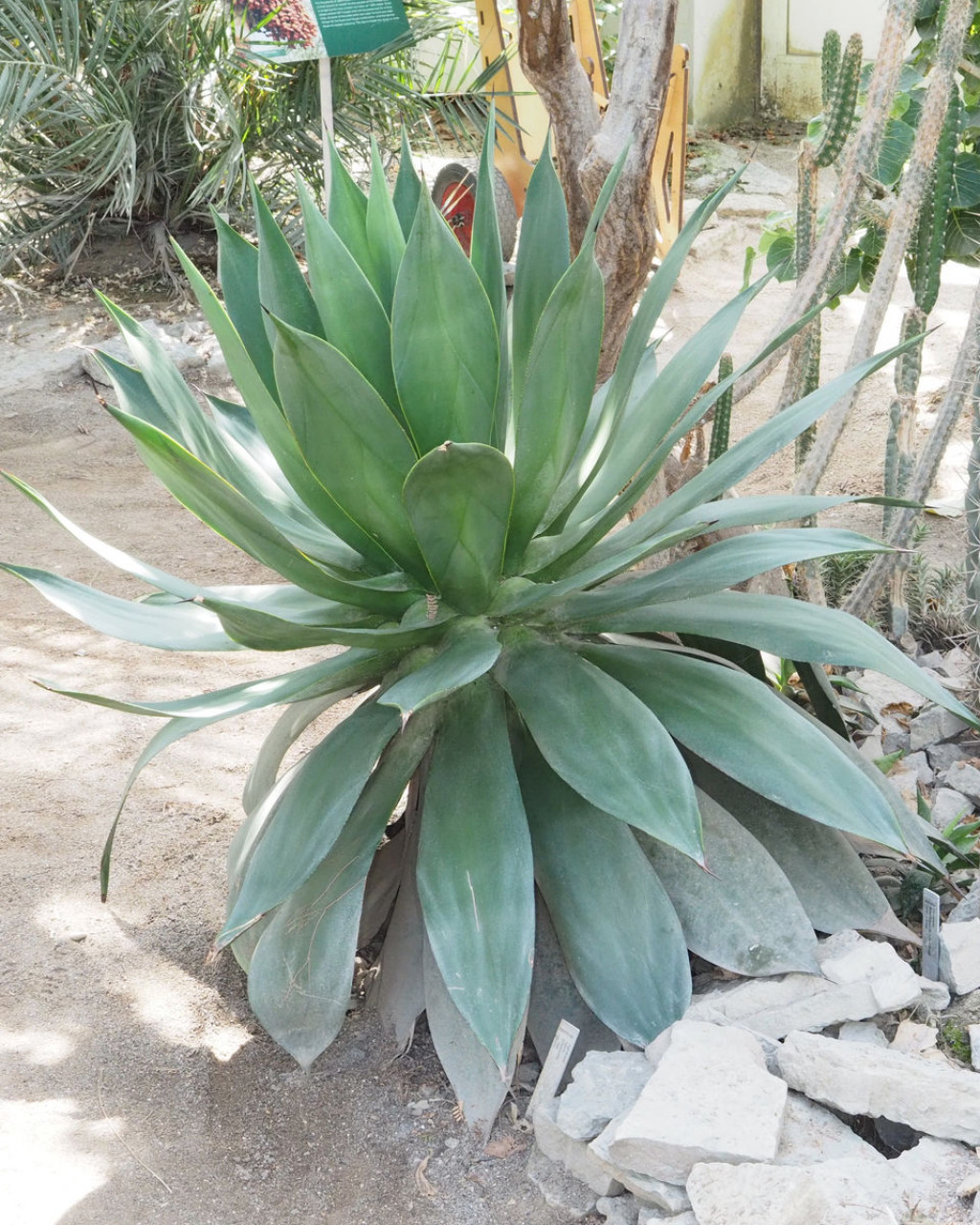 Agave polyacantha