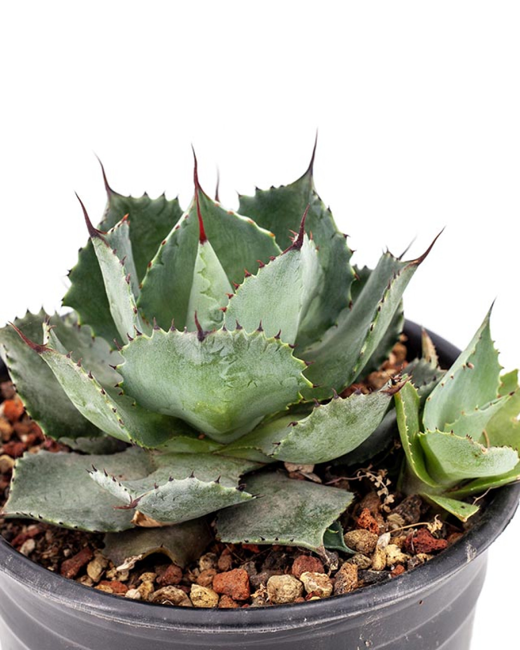 Agave potatorum